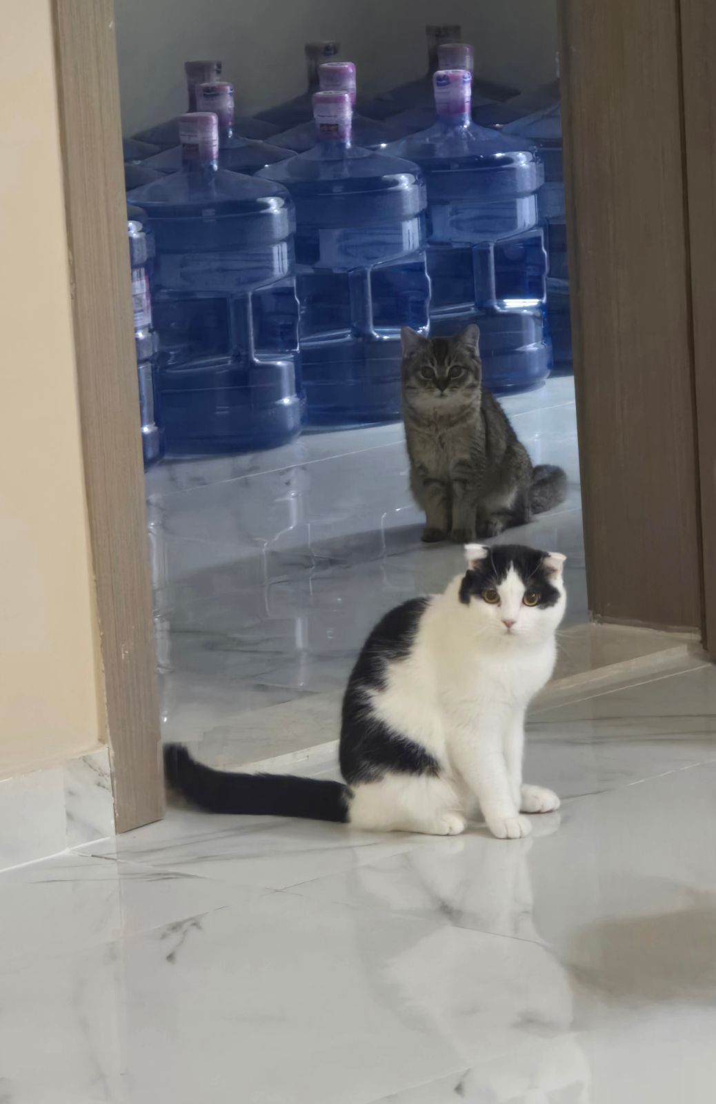 سكوتش فولد