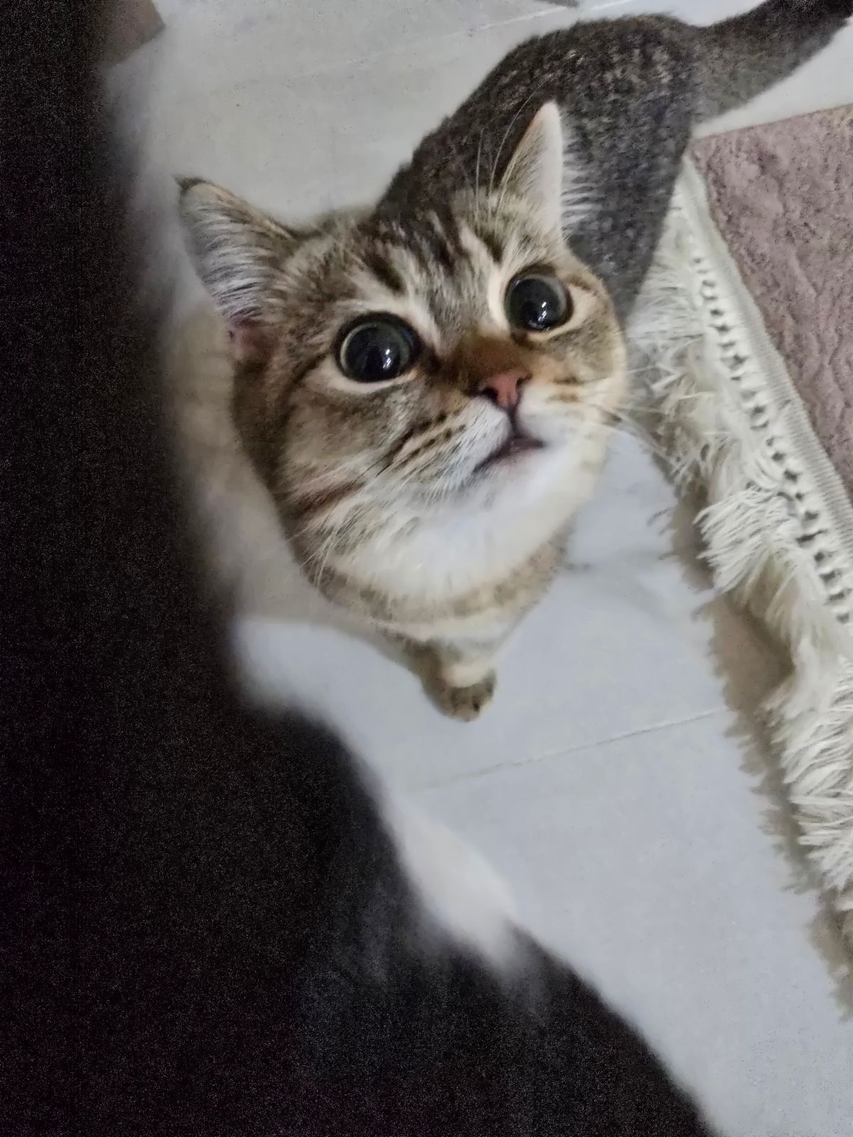 امه بريتش ابوه توكسيدو