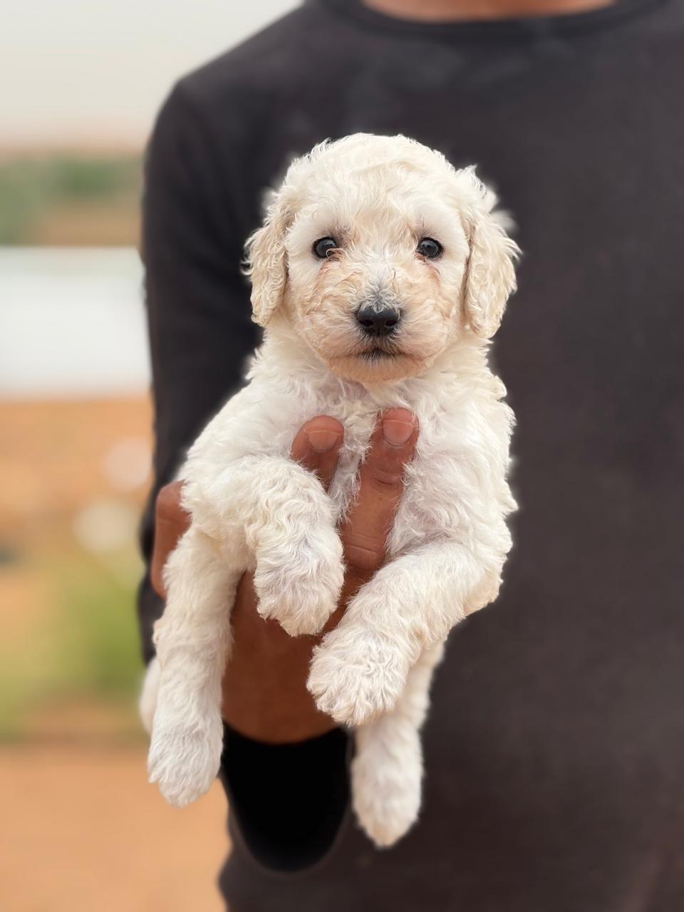 Gaint  poodle