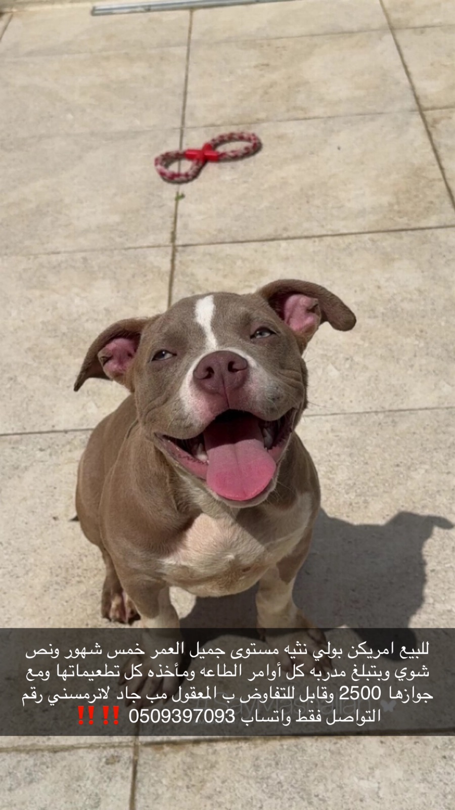 American bully