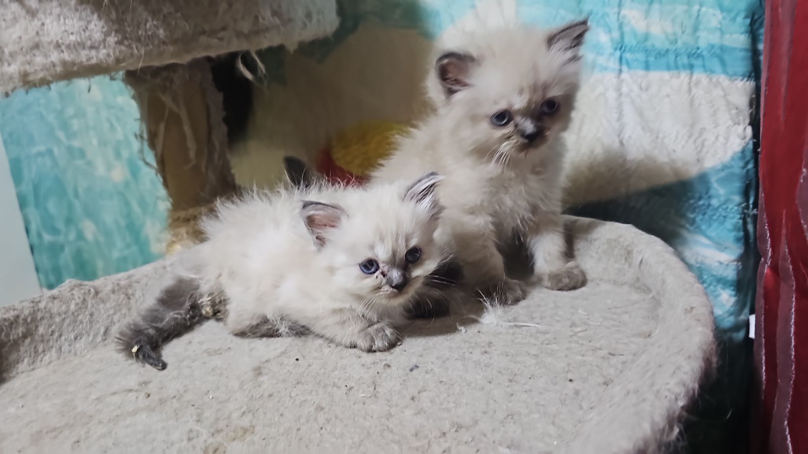 Two months old Himalayan kitten looking for a new home