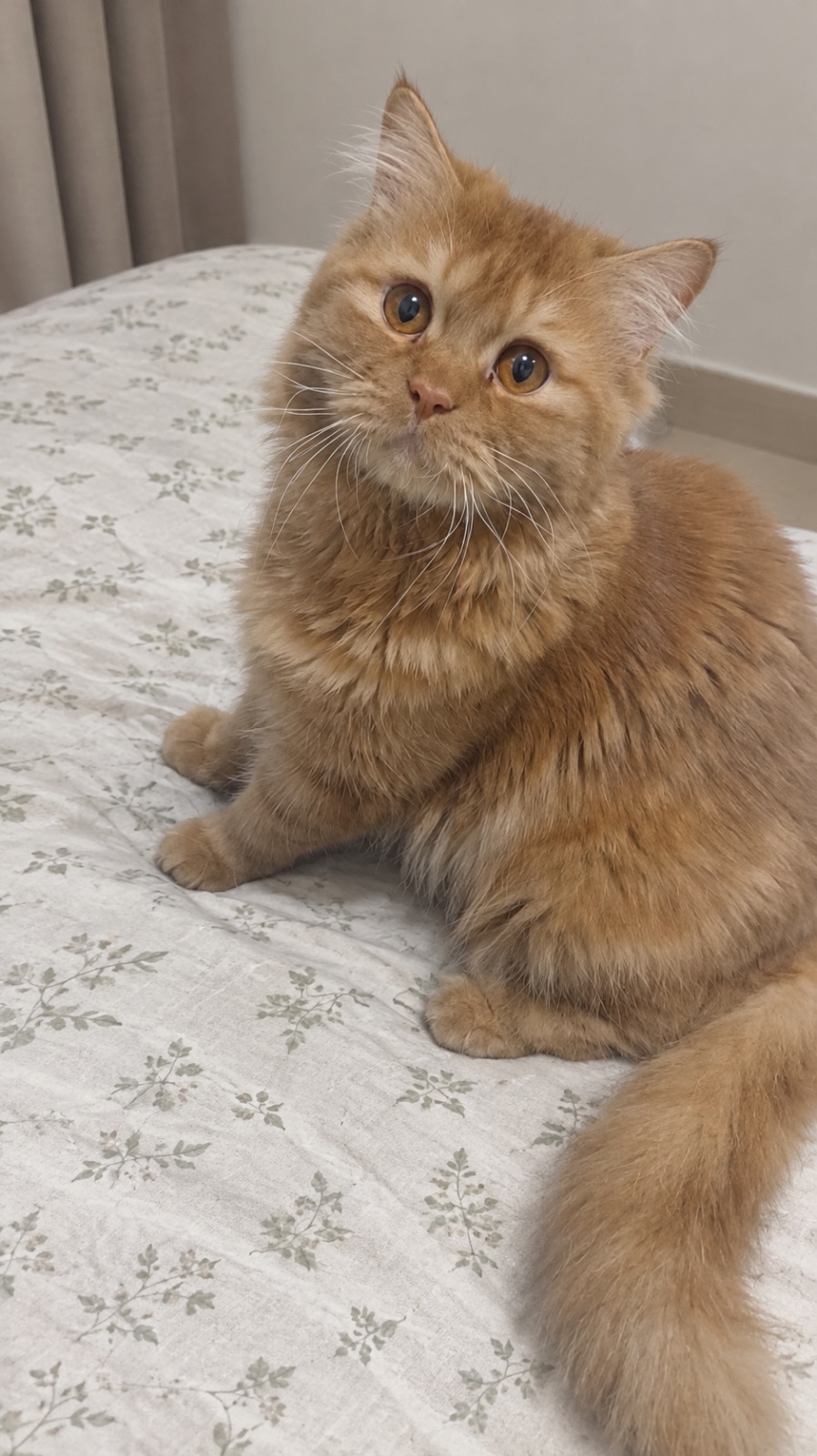 MALE CAT