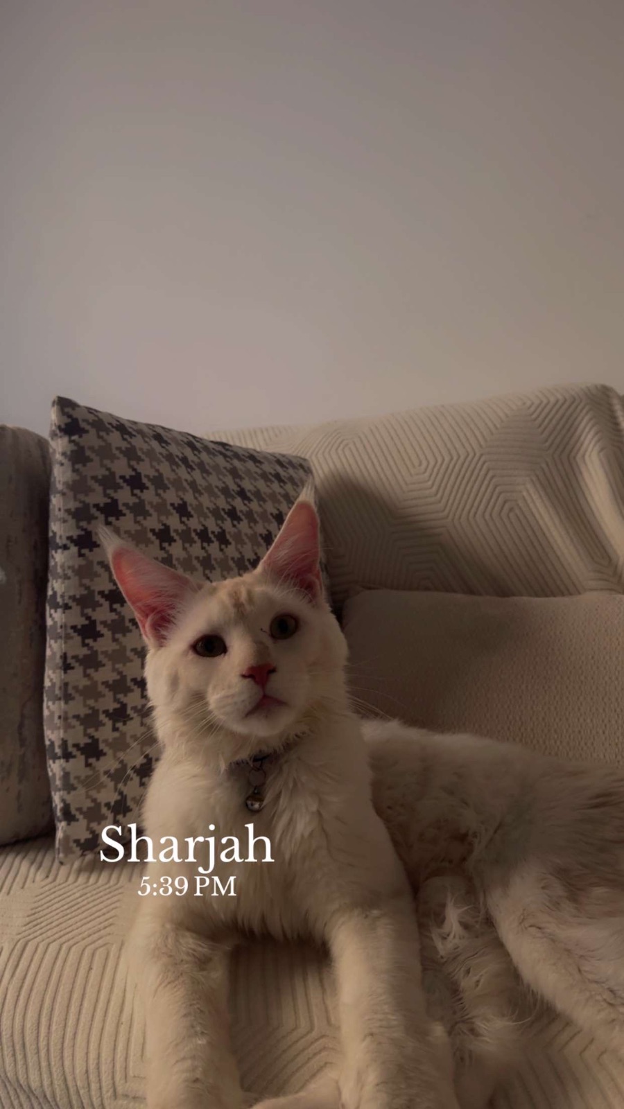 White creamy Maine coon pure