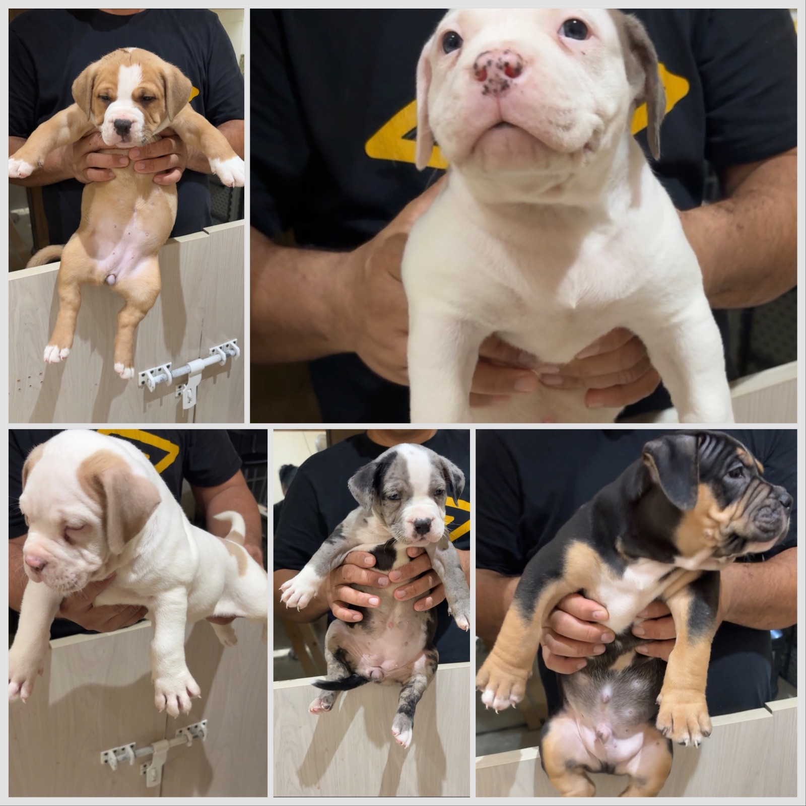 American bully