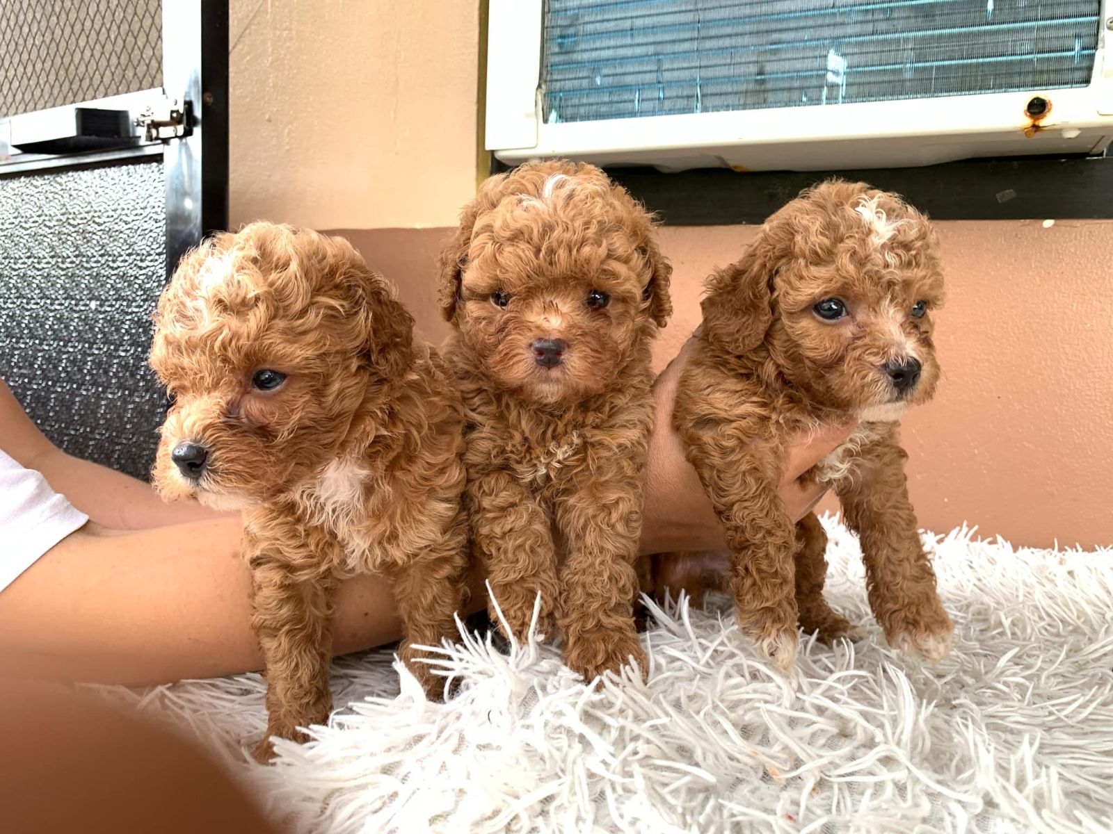Male and Female Toy Poodle Puppies