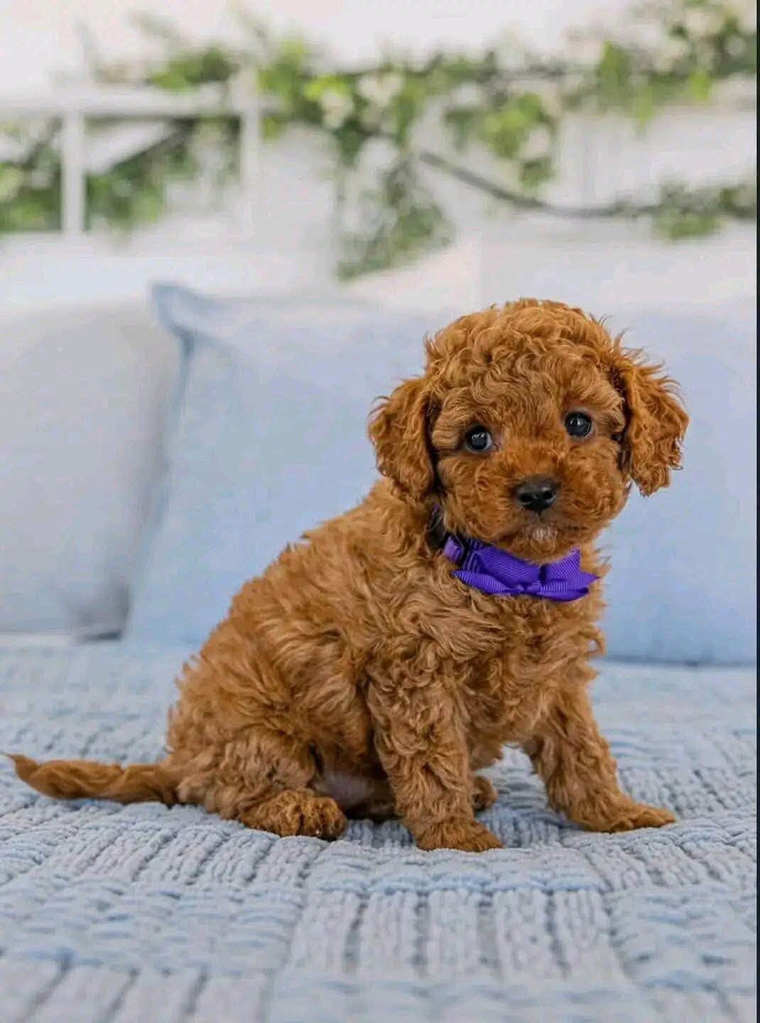Poodle Puppies – Male & Female Available in the UAE 🇦🇪 Poodle in Abu Dhabi