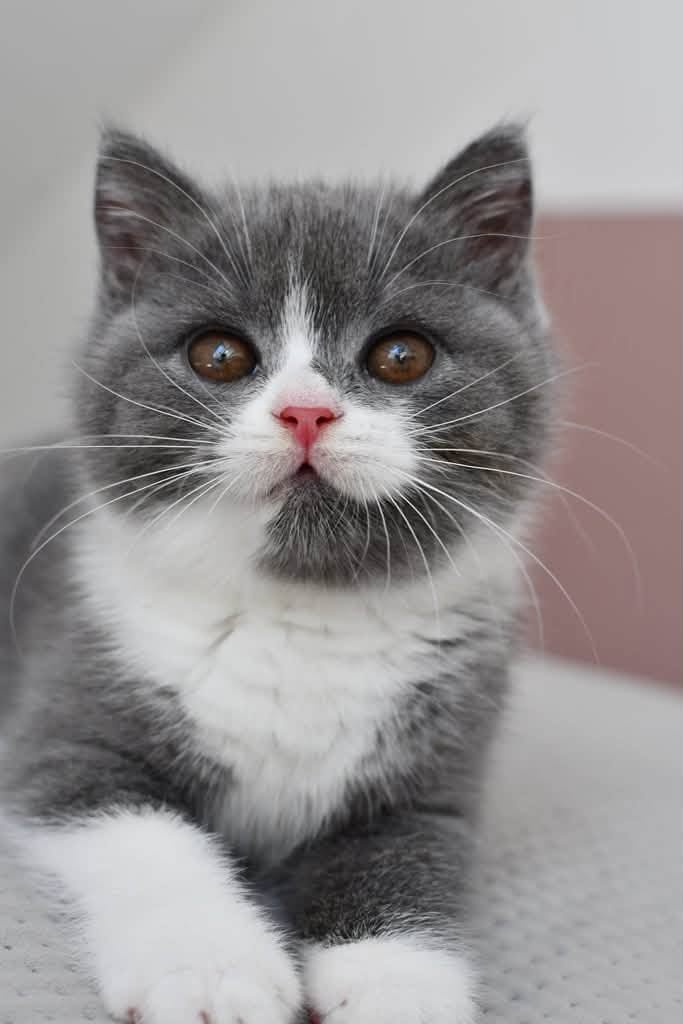Cute British & Scottish Fold Blue-Eye Kittens Available in the UAE