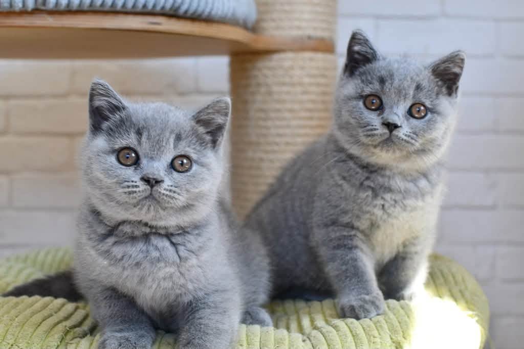 British & Scottish Fold Blue-Eye Kittens
