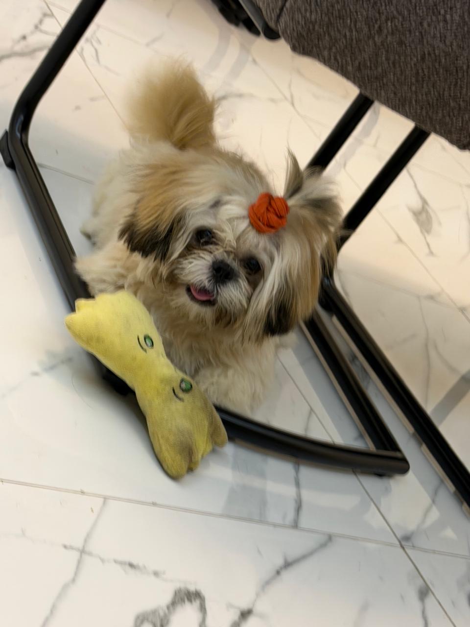 8 months old male shitzu puppy. Very lively and playful. Including all its supplies Shih Tzu in Ajman