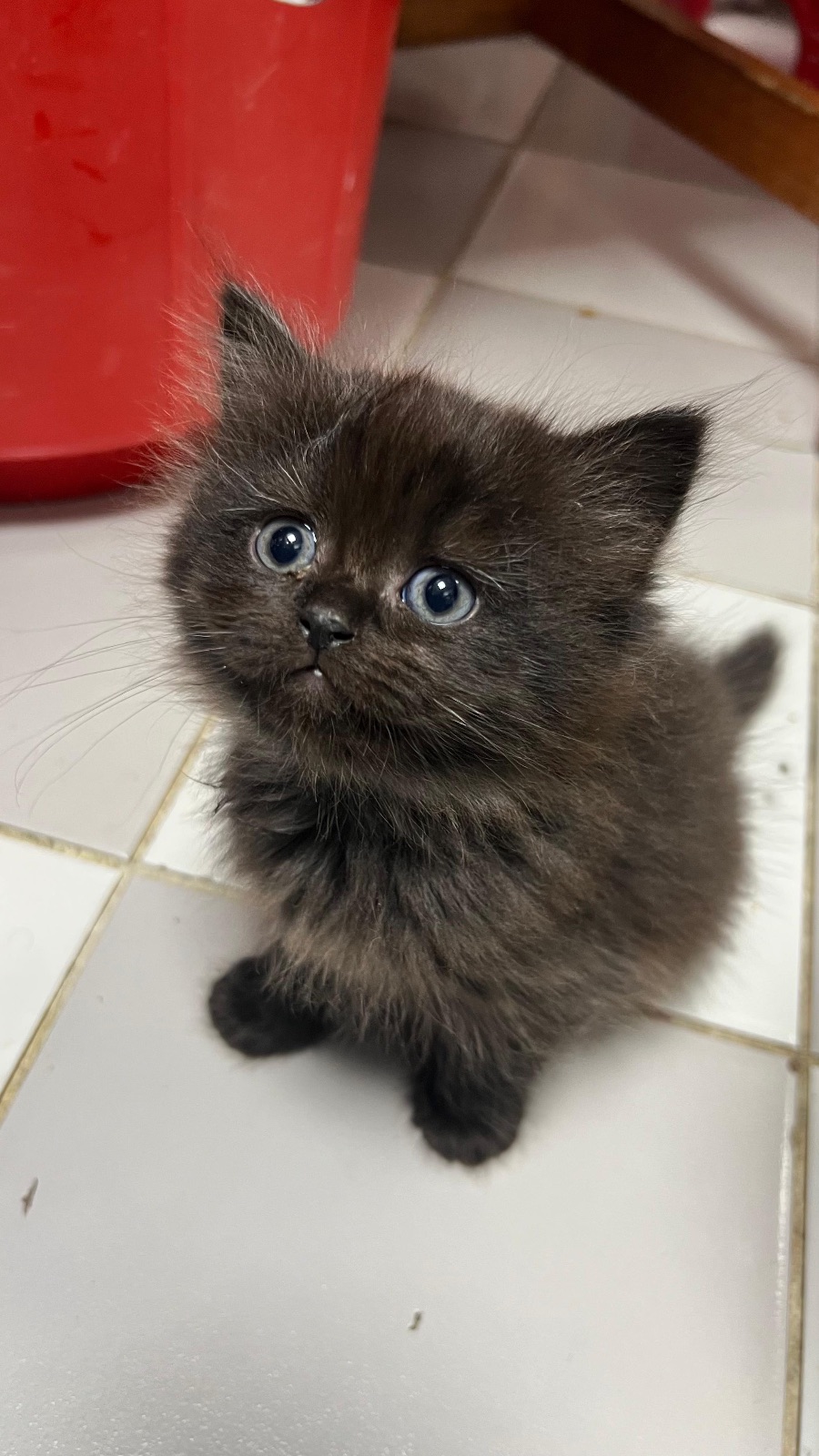 Kitten for sale