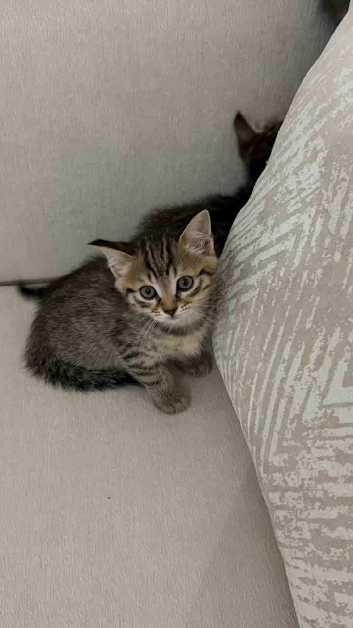 4 Kittens Looking for a Loving Home🥹