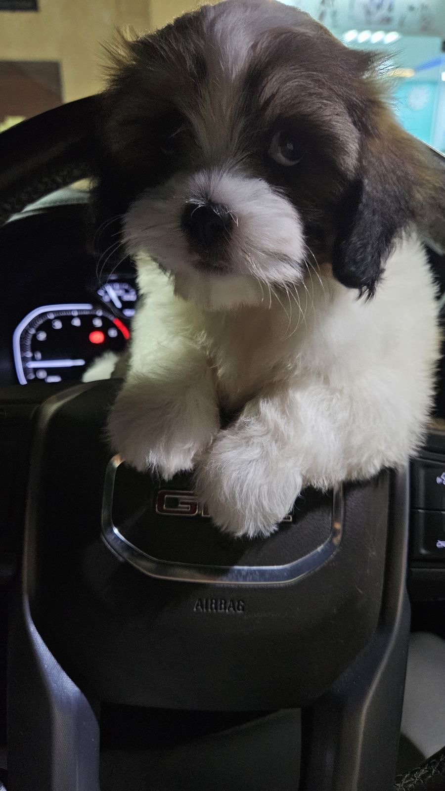 Shih Tzu