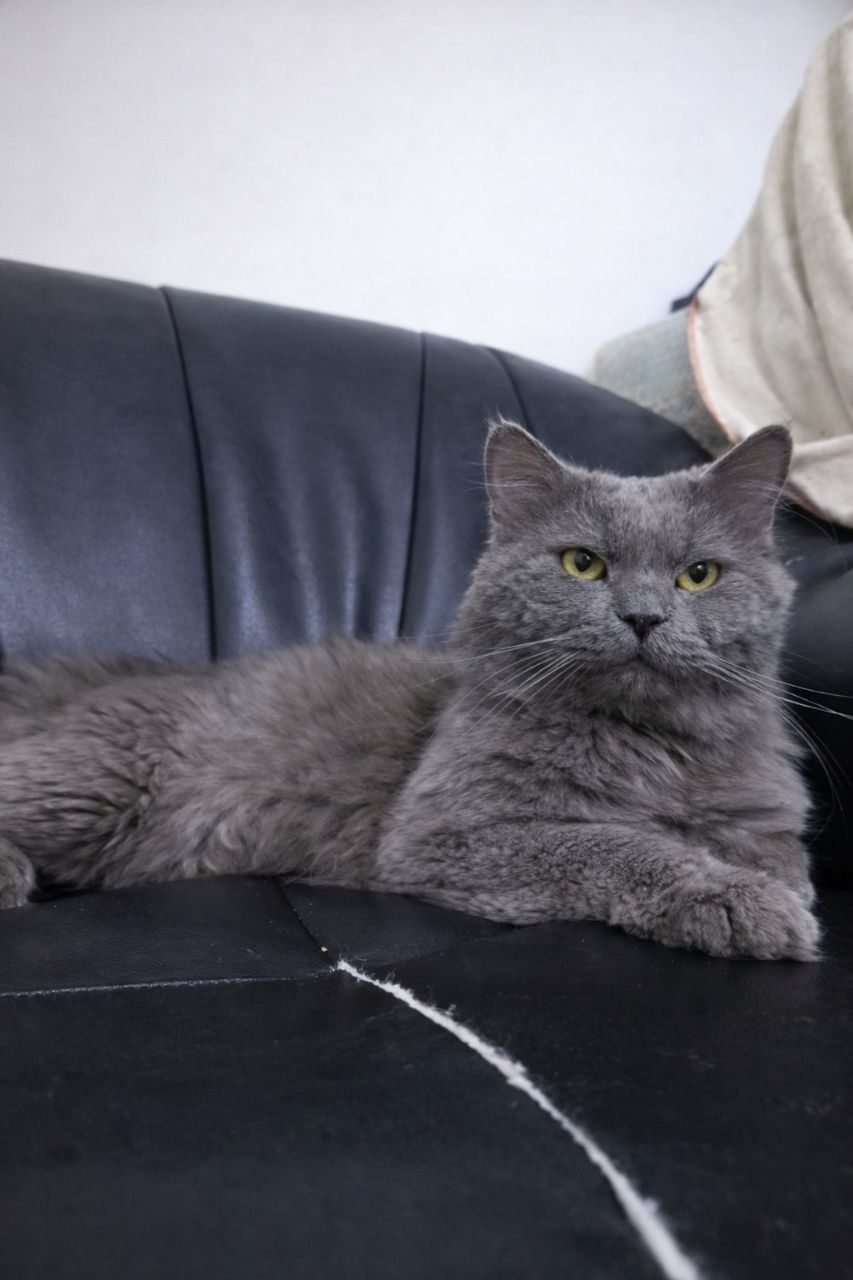Tom