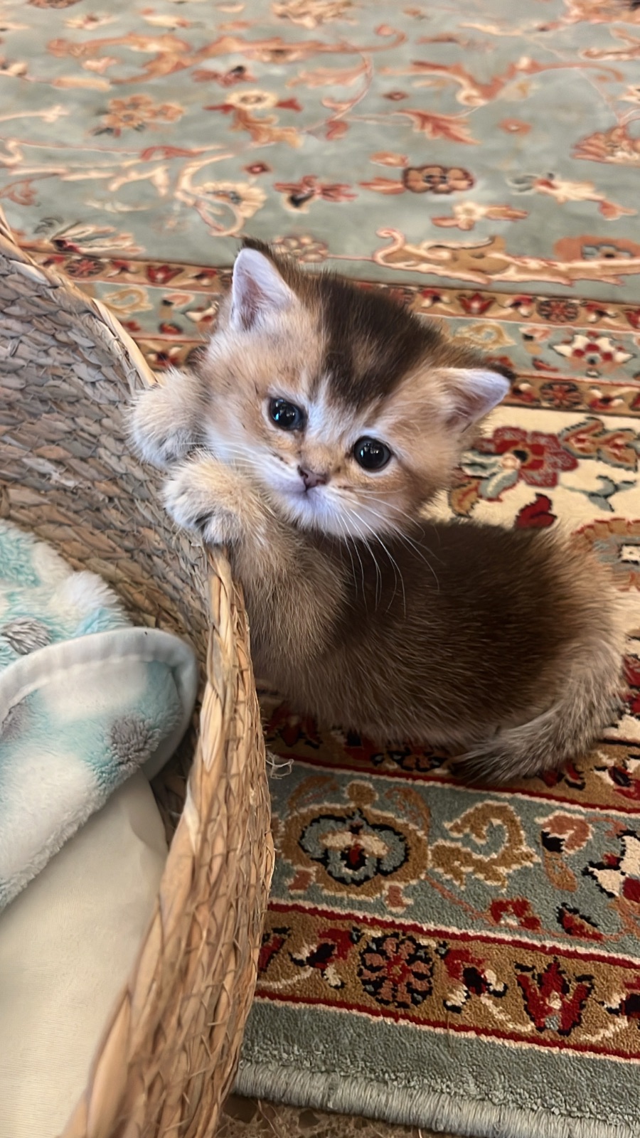 Golden British shorthair