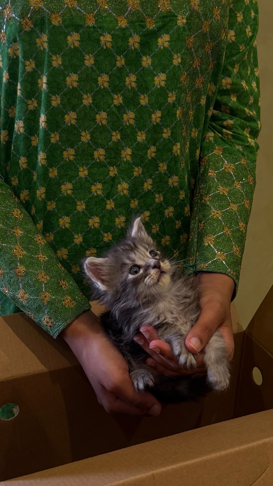 Mainecoon