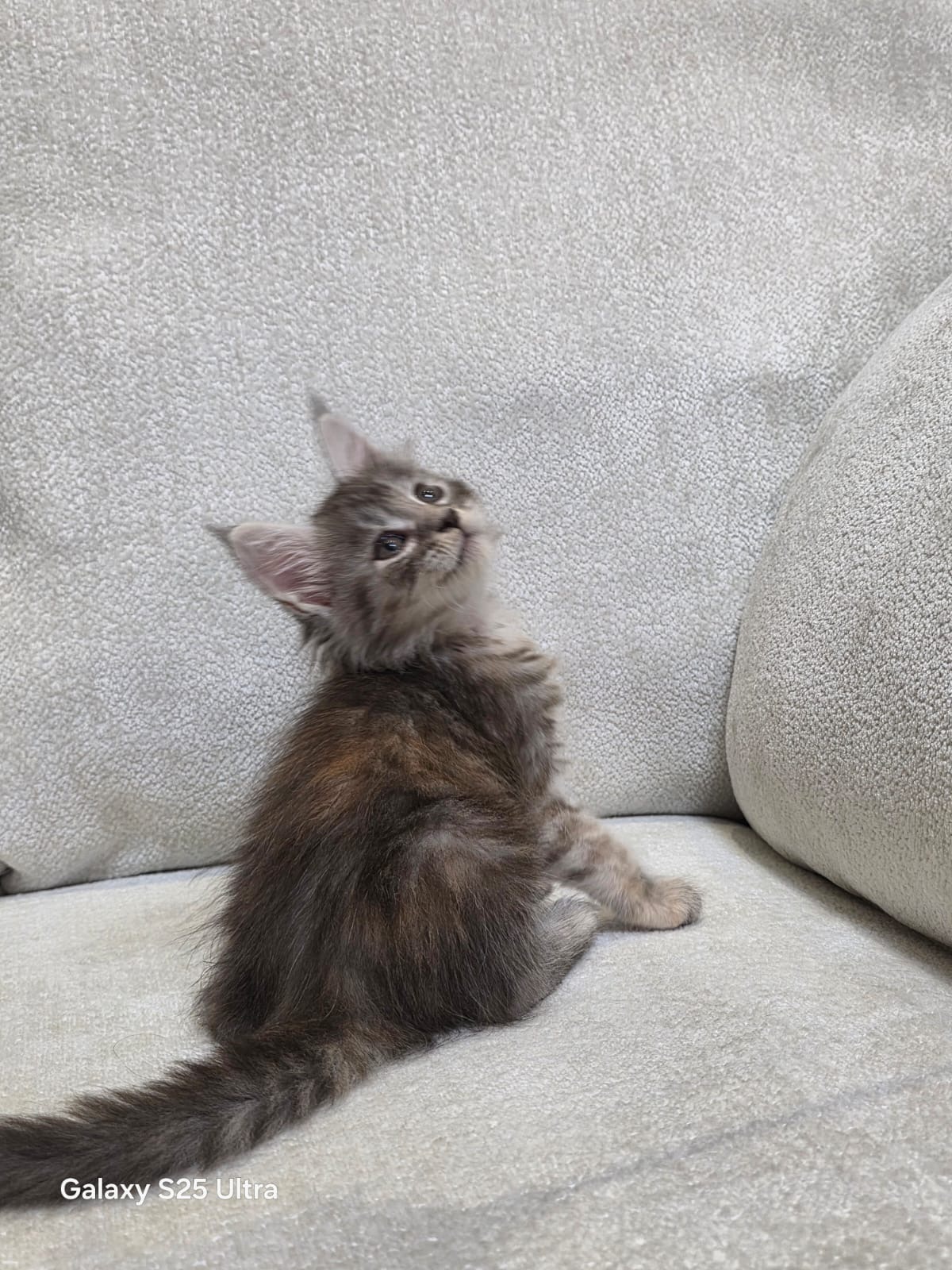 Mainecoon