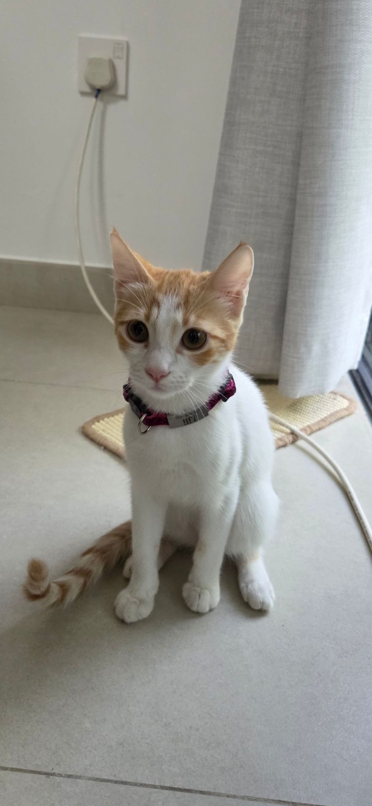 2 beautiful 4 month old kittens for adoptions