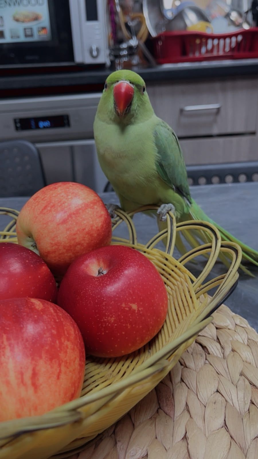 Friendly Indian Ringneck Parrot for Adoption with Large Cage
