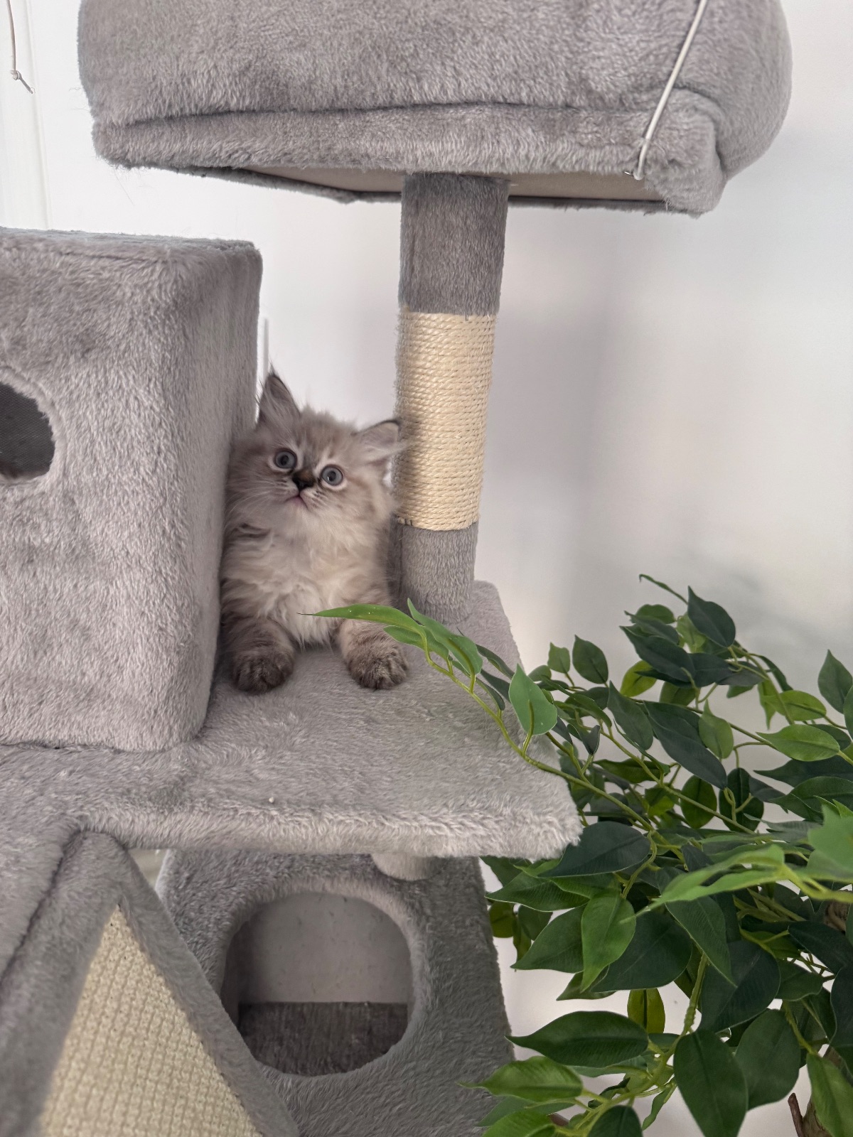 🐾 British mother × Persian father