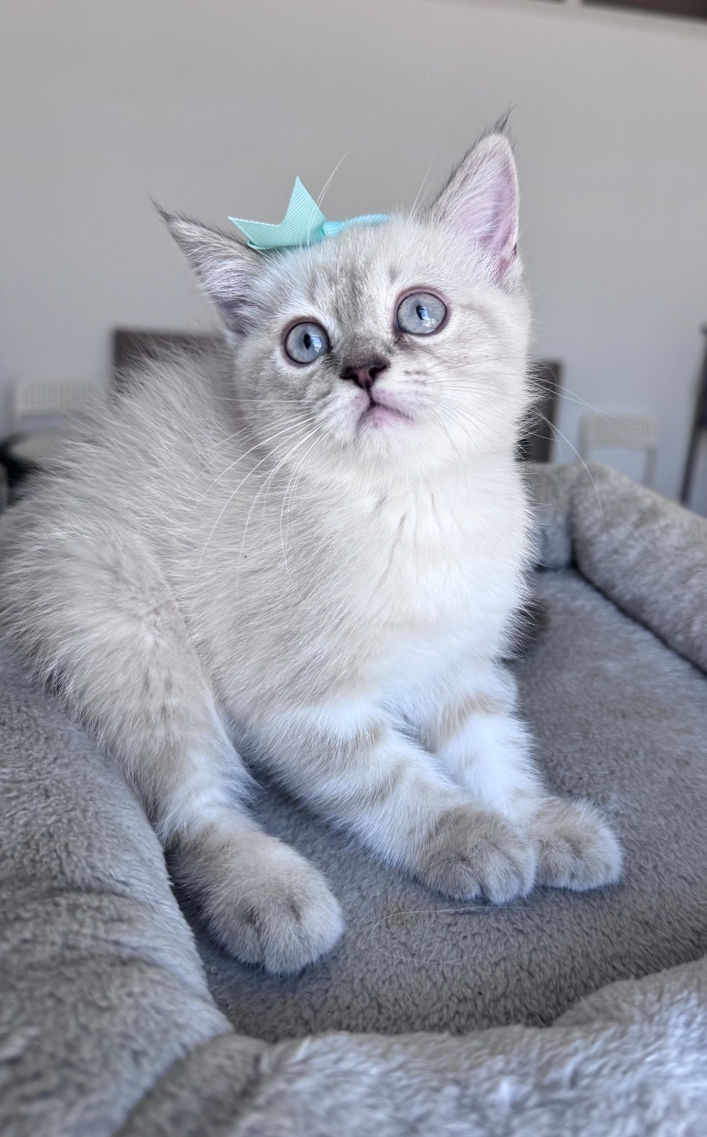 Stunning Blue-Eyed Silver British Mix Female Kitten | Vaccinated