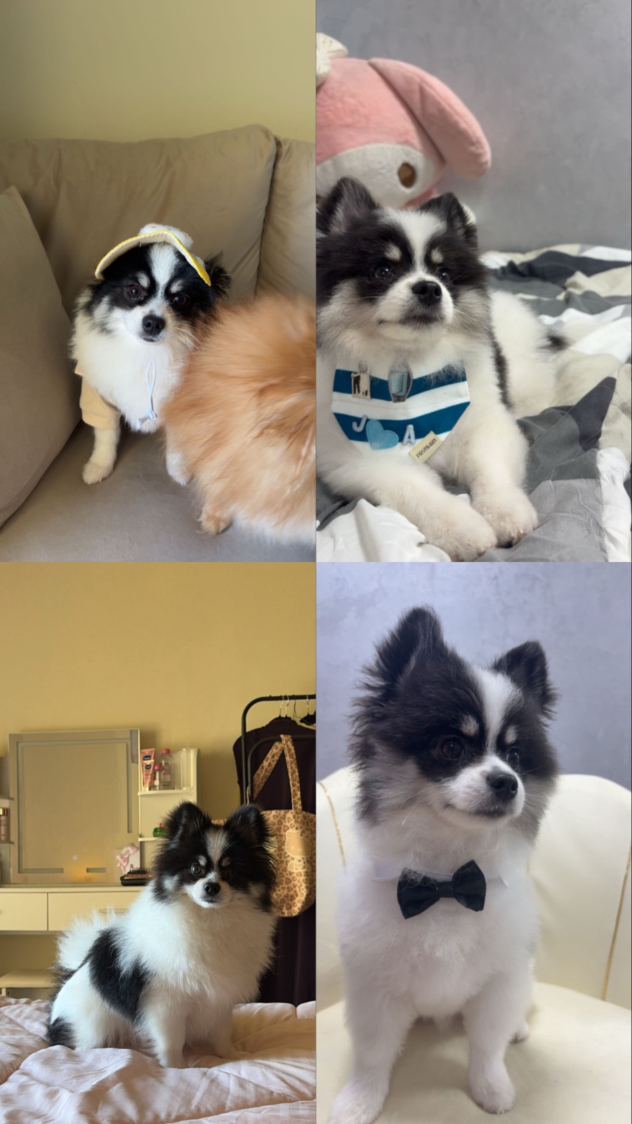 Toy Pomeranian