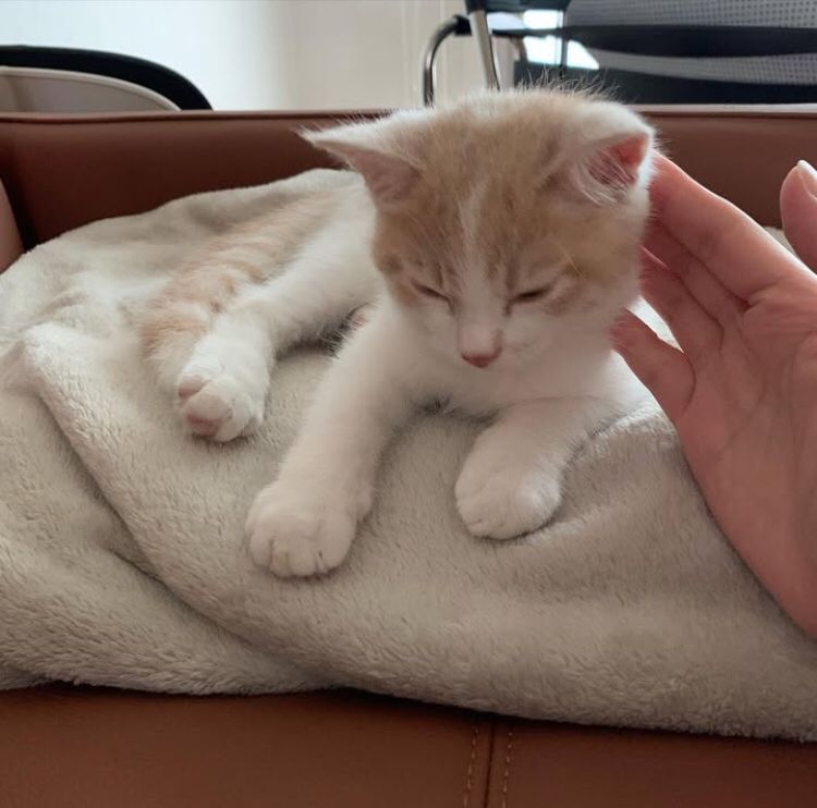 14-Week-Old Siamese Kitten Seeking a Loving Home