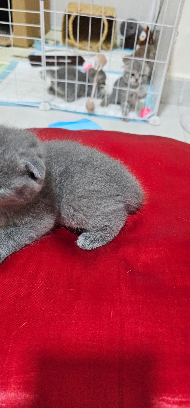 Femal scottish 1 month old