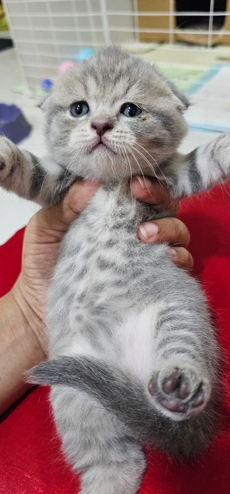 Male scottish 1 month old