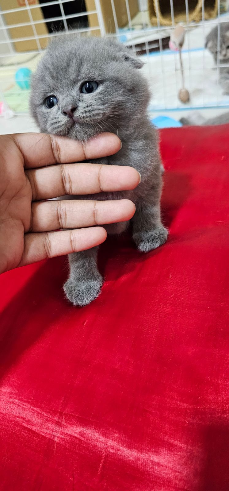 Male scottish fold 1 month old