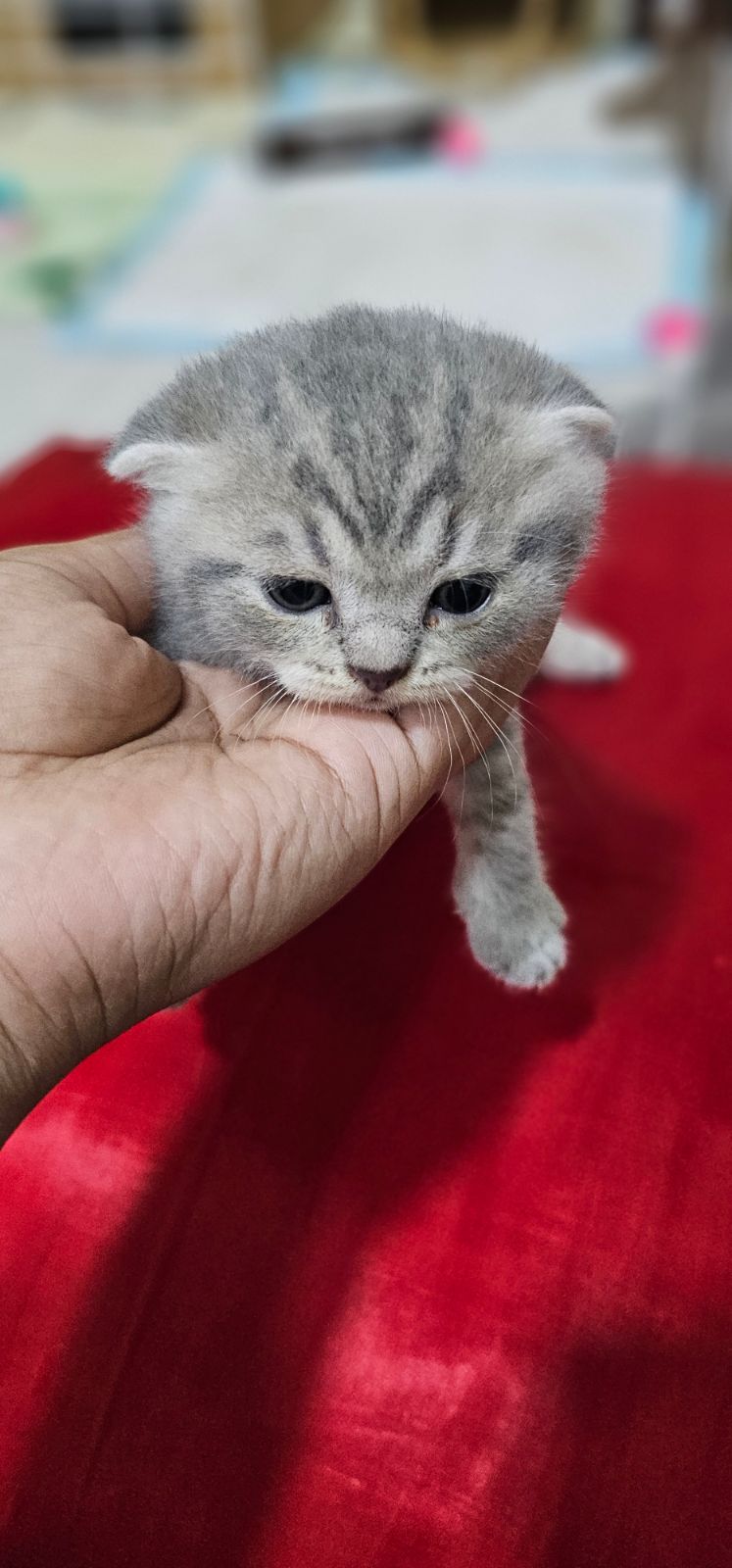 Scottish Fold