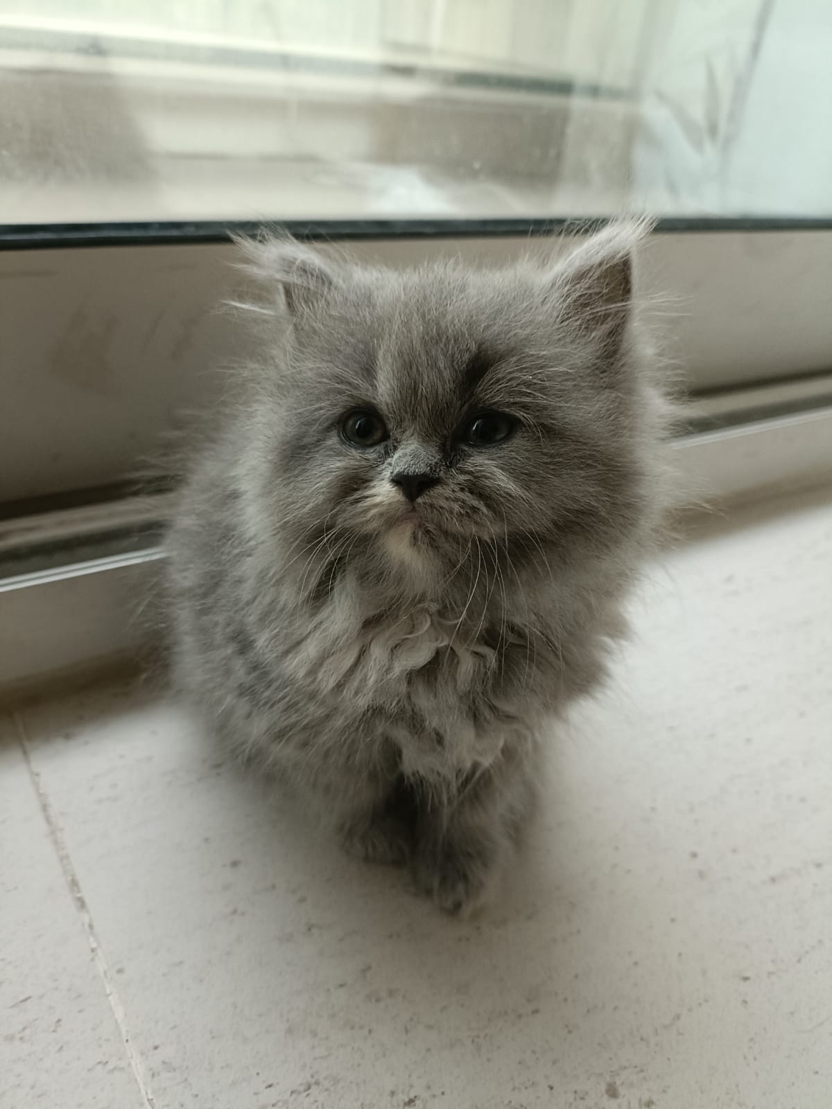 Female Grey Persian Doll Face Kitten – 1 Month Old Persian in Dubai