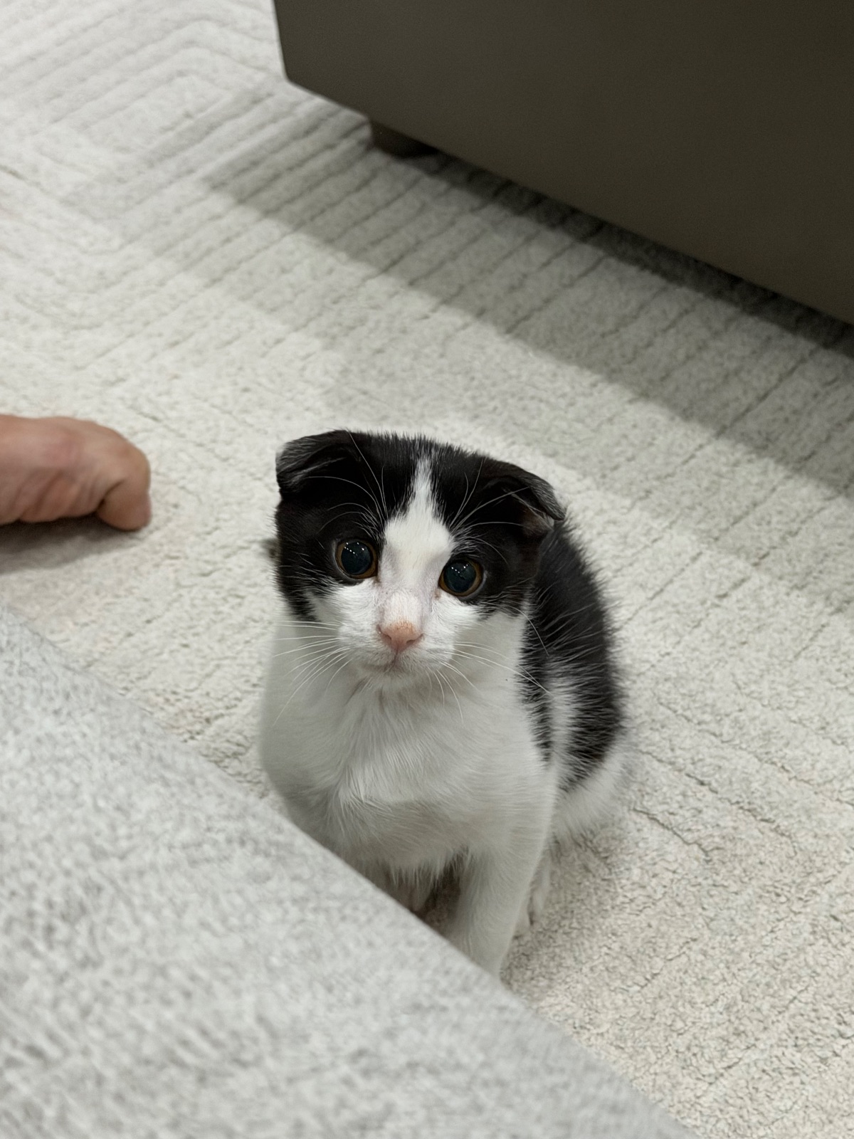 Adoption: Fold mix male kitten looking for his forever home 🤍 Mixed Breed in Al Ain