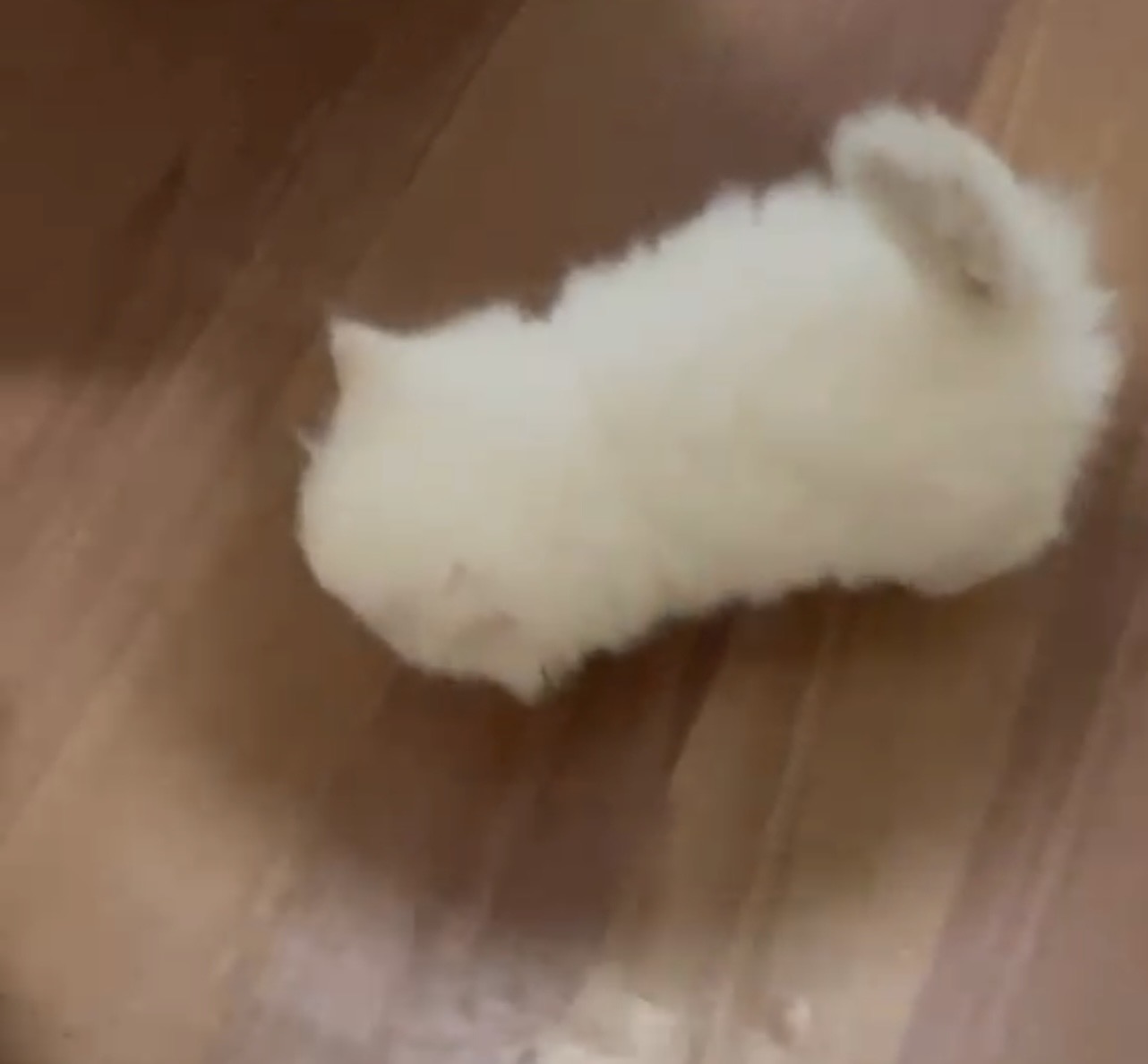 White kitten with creamy tips