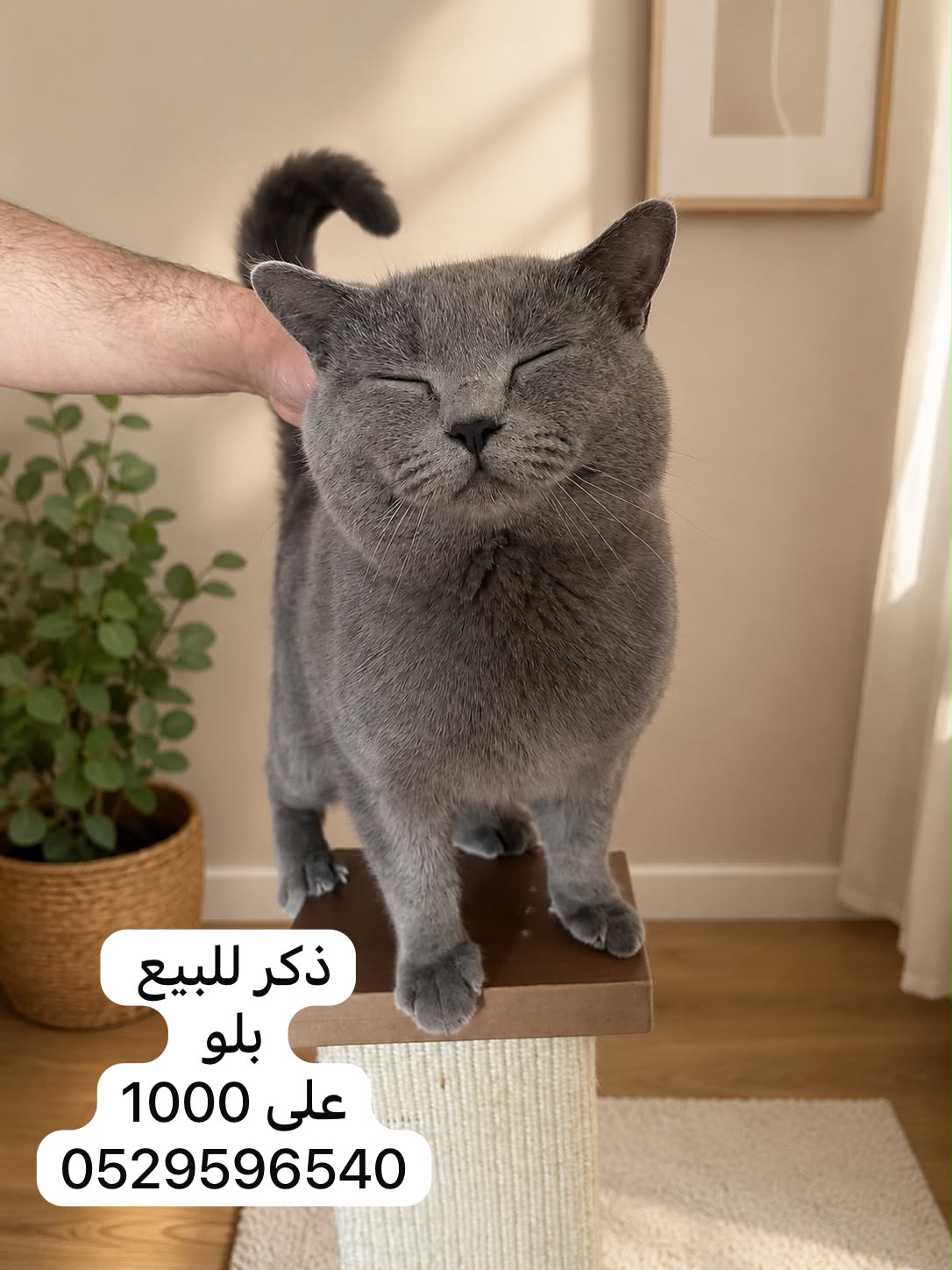 برتش شورت هير بلو