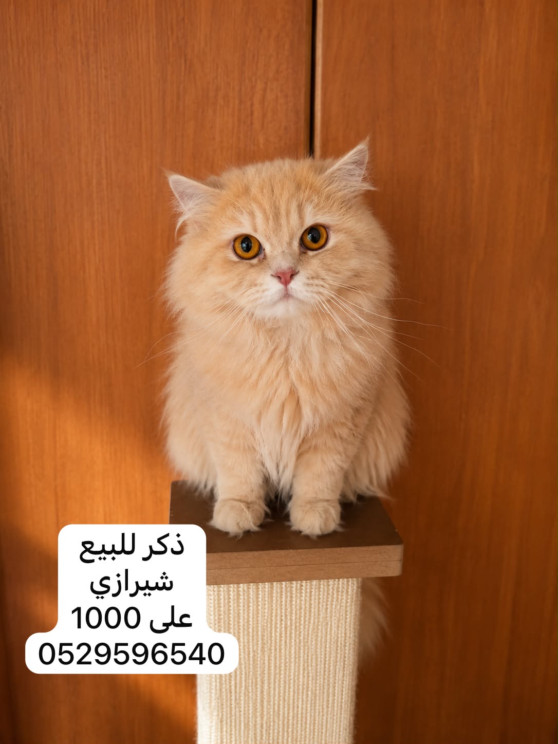 شيرازي كريمي