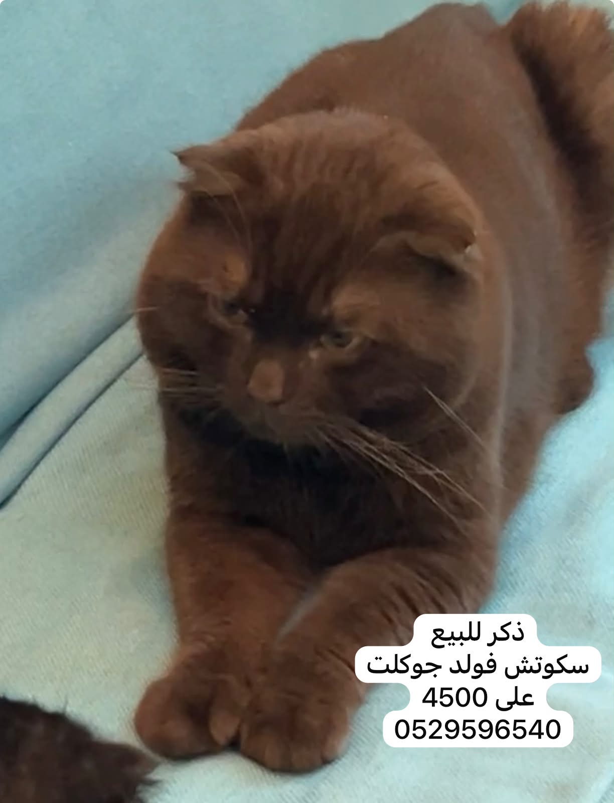 سكوتش فولد جوكلت