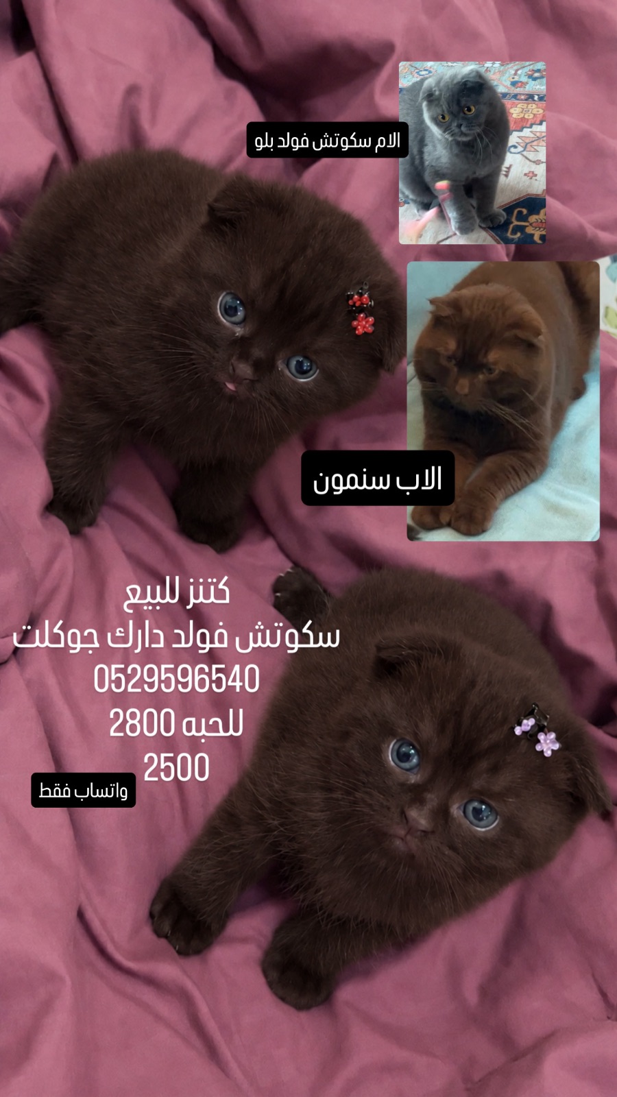 كتنز للحجز سكوتش فولد دارك جوكلت