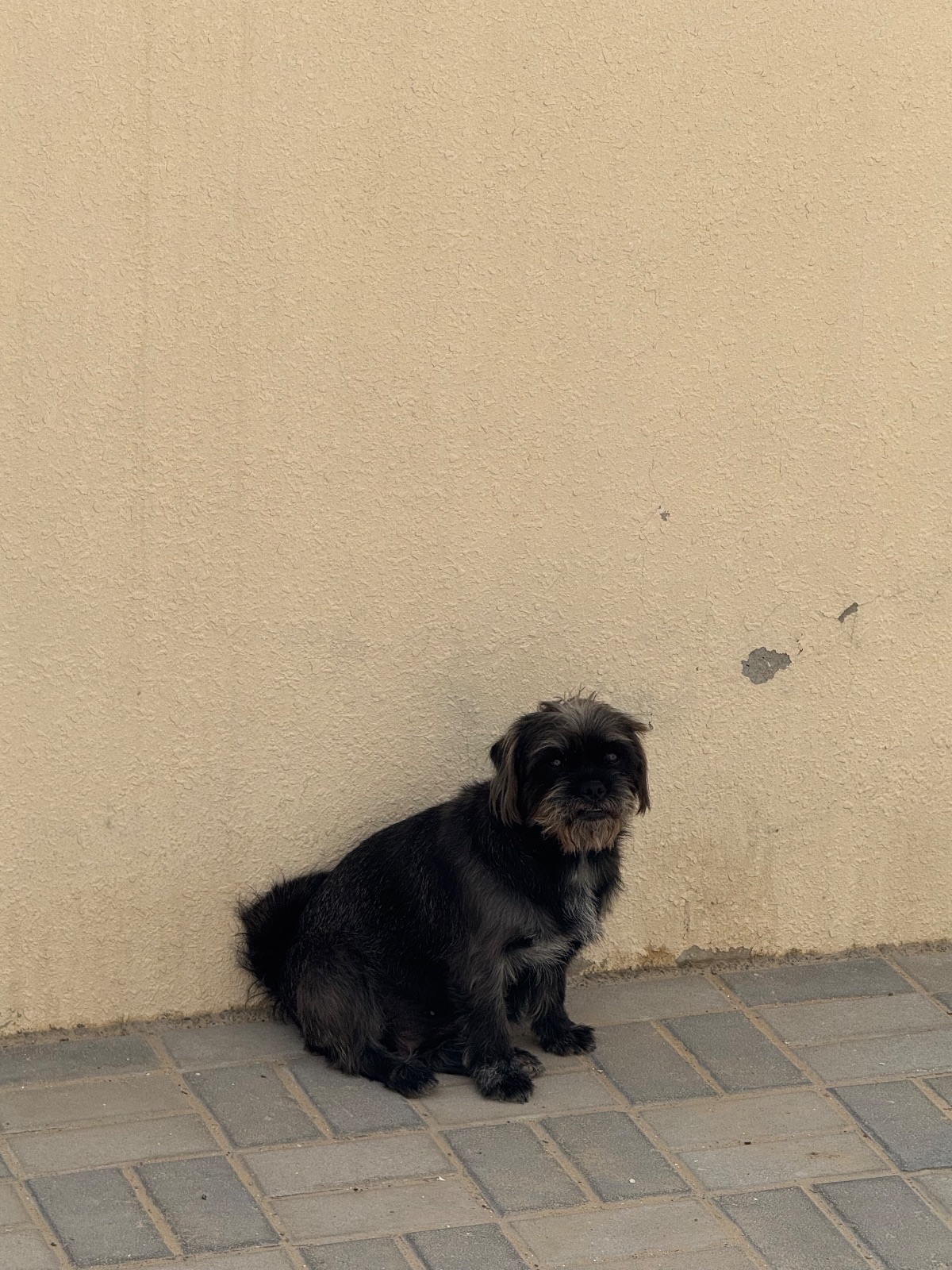 Maltese mixed with chihuahua