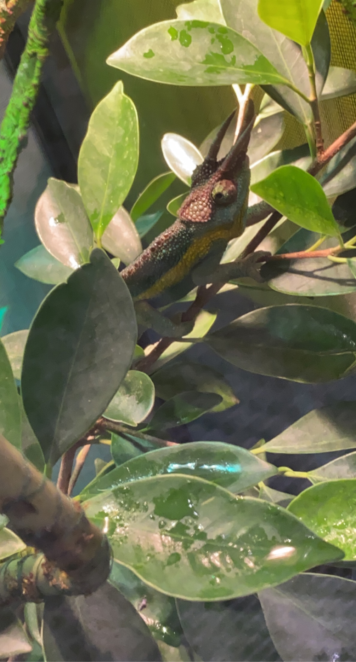 Chameleon