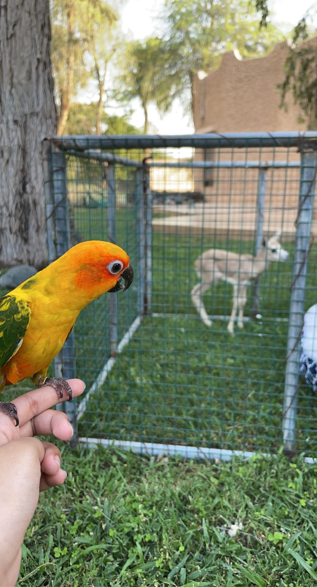 Parrot