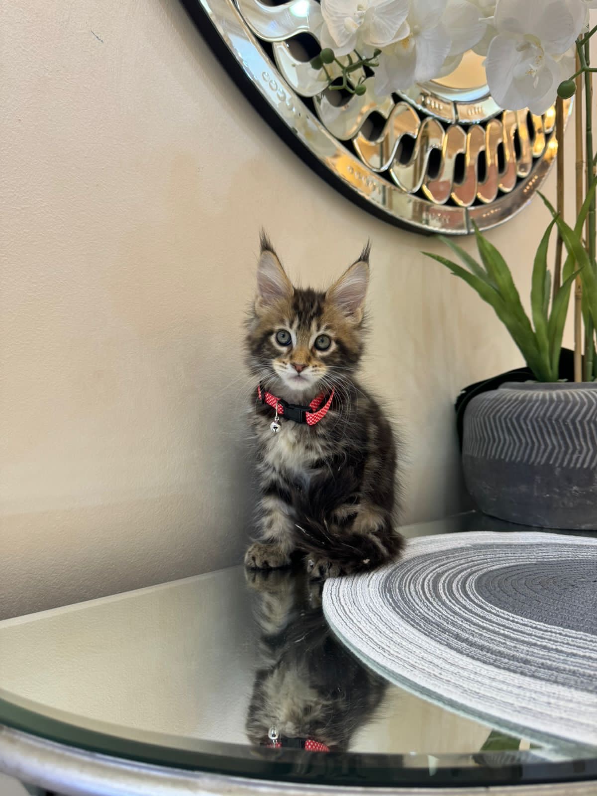 Catsh