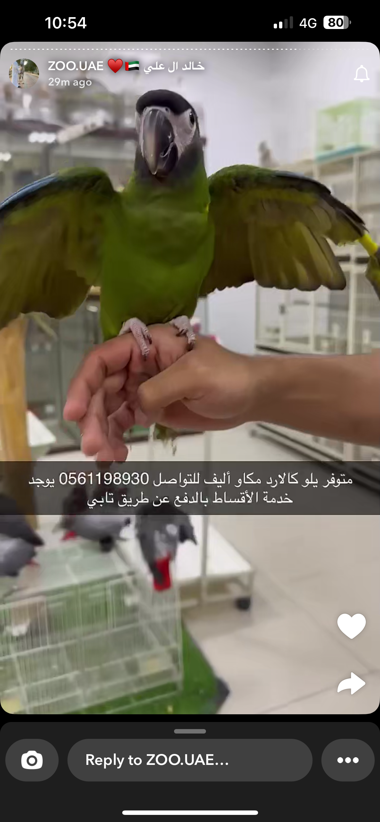 بغبغاء