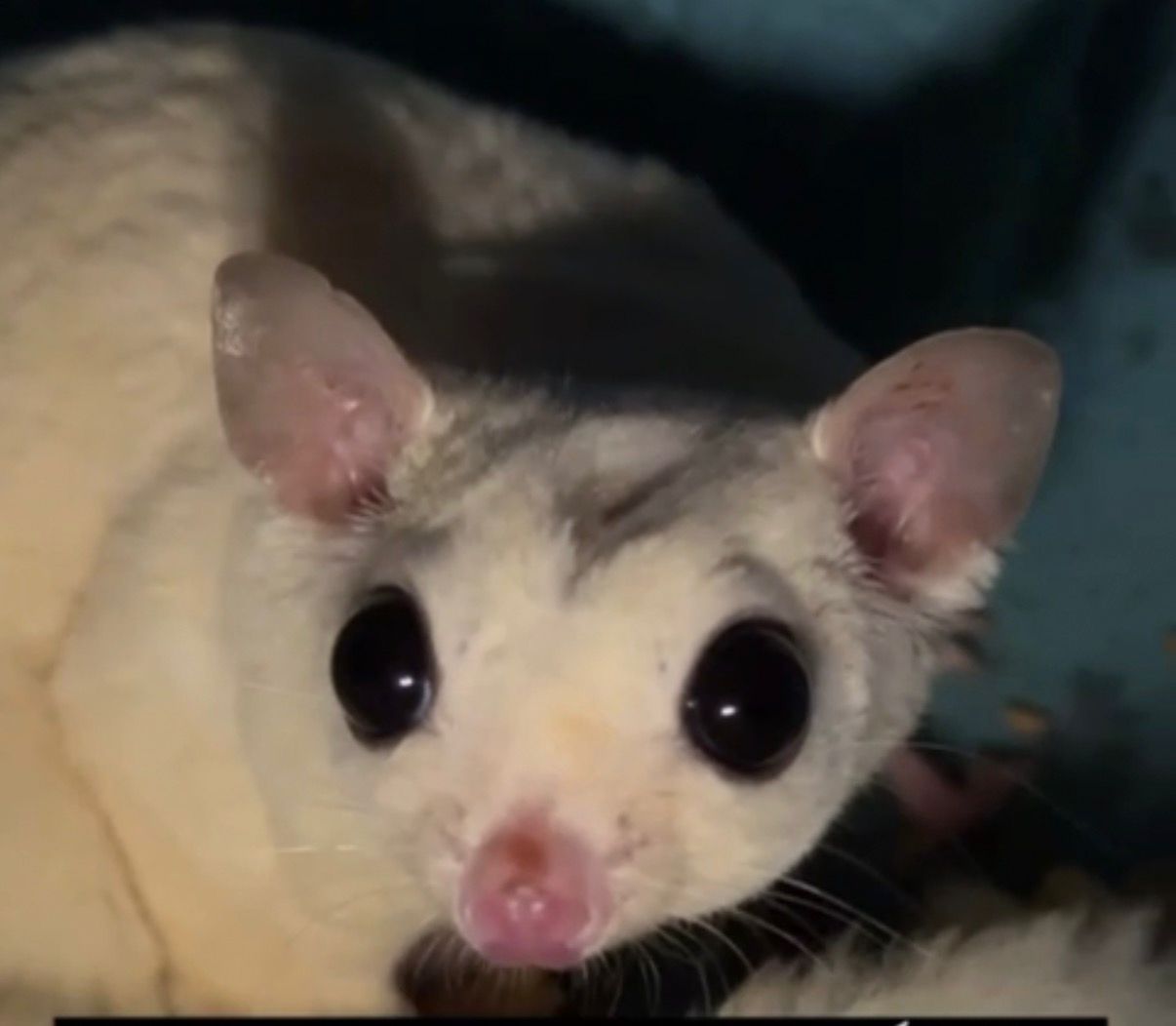 Male Sugar Glider