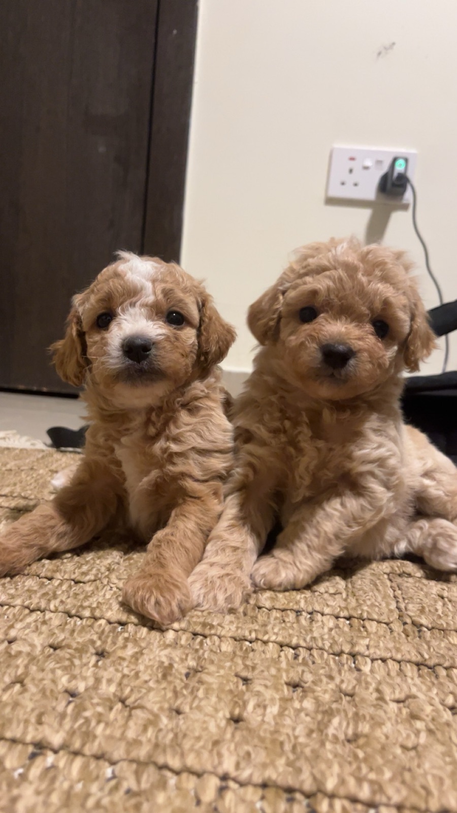 Maltipoo