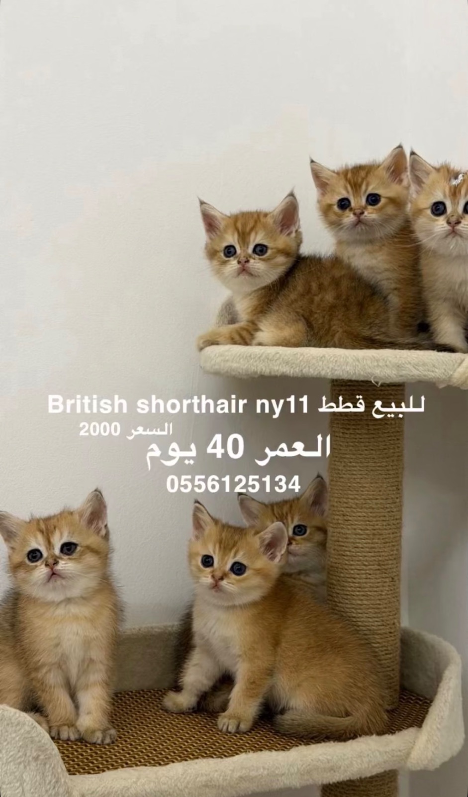 British shorthair ny11