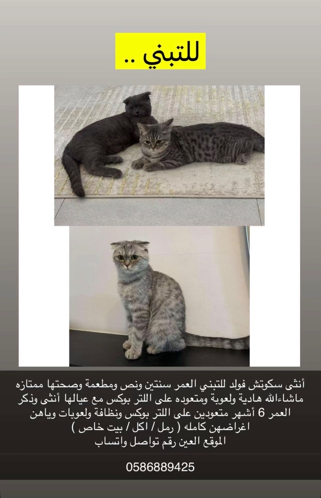 أنثى سكوتش