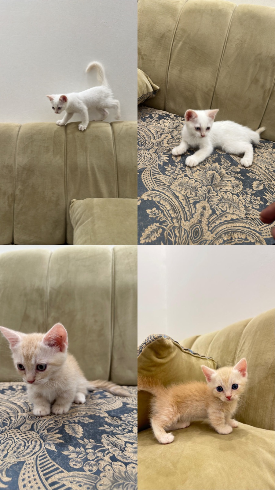 Yellow Munchkin and white British straight male kittens