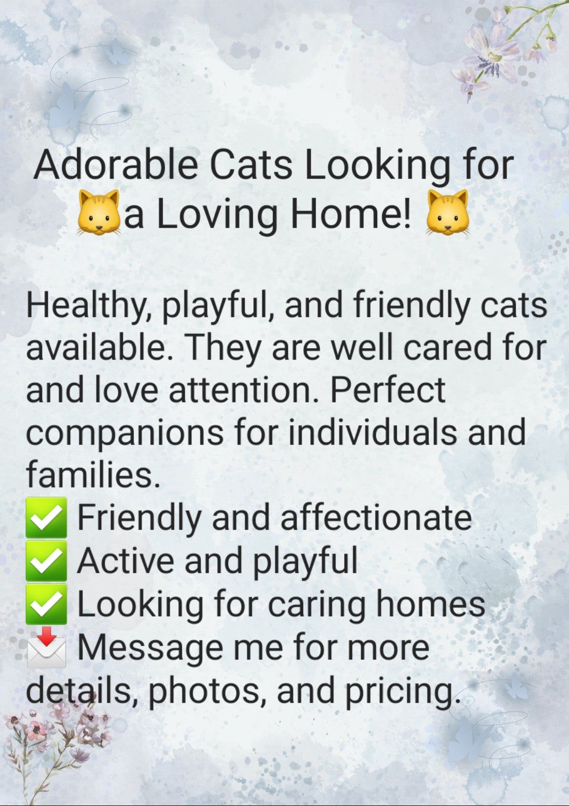 Long and short Scottish Fold. Each 200 dirhams Scottish Fold in Sharjah