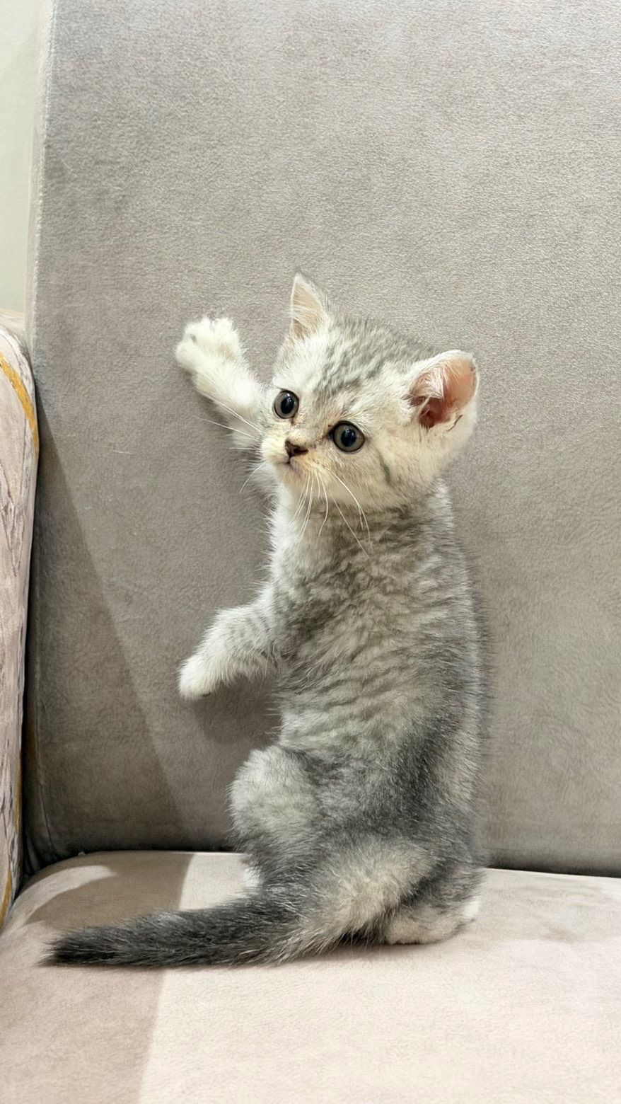 British male kitten for sale