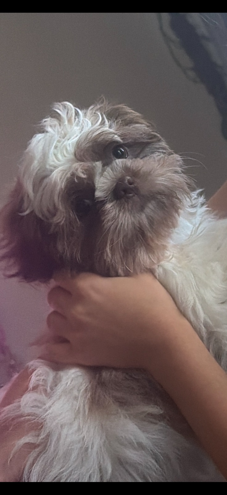 Tzu Puppy